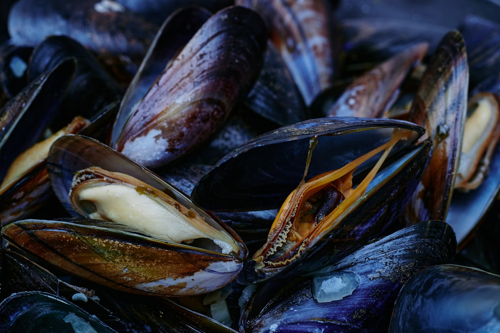 Fresh mussels for moules frites