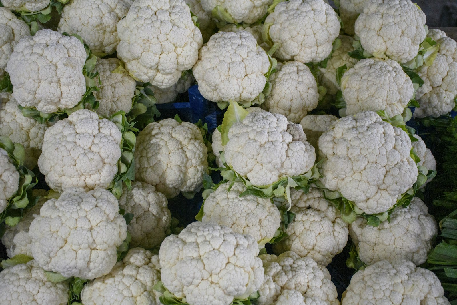 Fresh cauliflower heads for making rice
