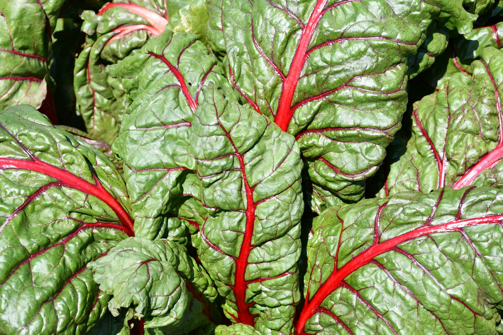 Rainbow Swiss chard leaves, colorful leafy greens with red stems