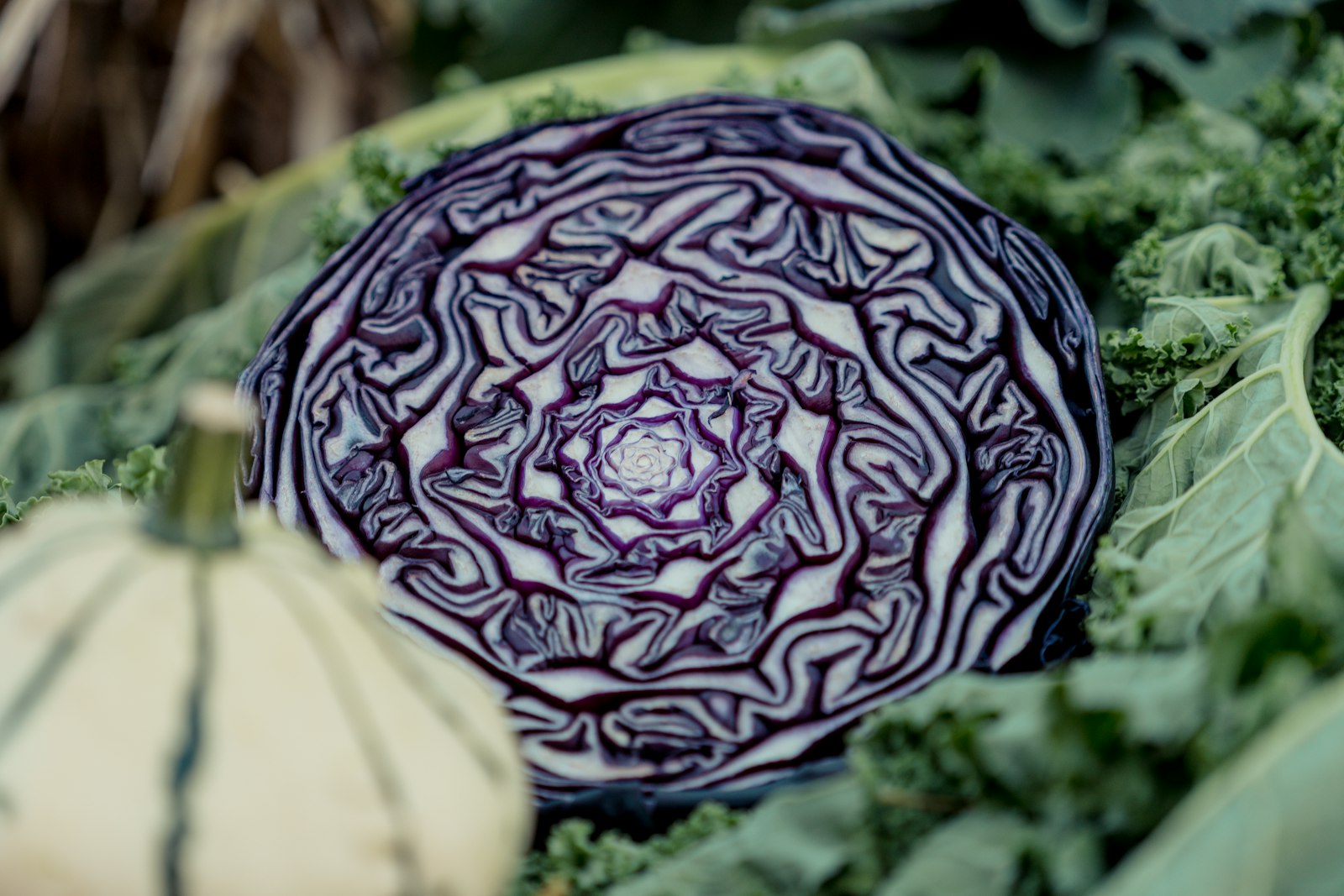 Halved red cabbage ready for braising