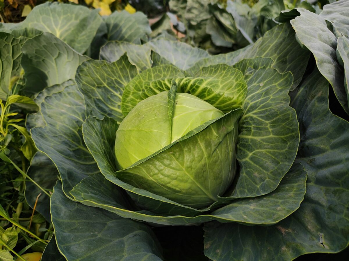 Cabbage Recipes: Easy, Cozy Side Dishes on a Budget - Out of This World ...