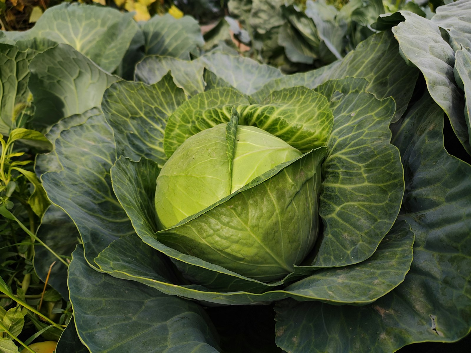 Savoy cabbage with crinkly leaves