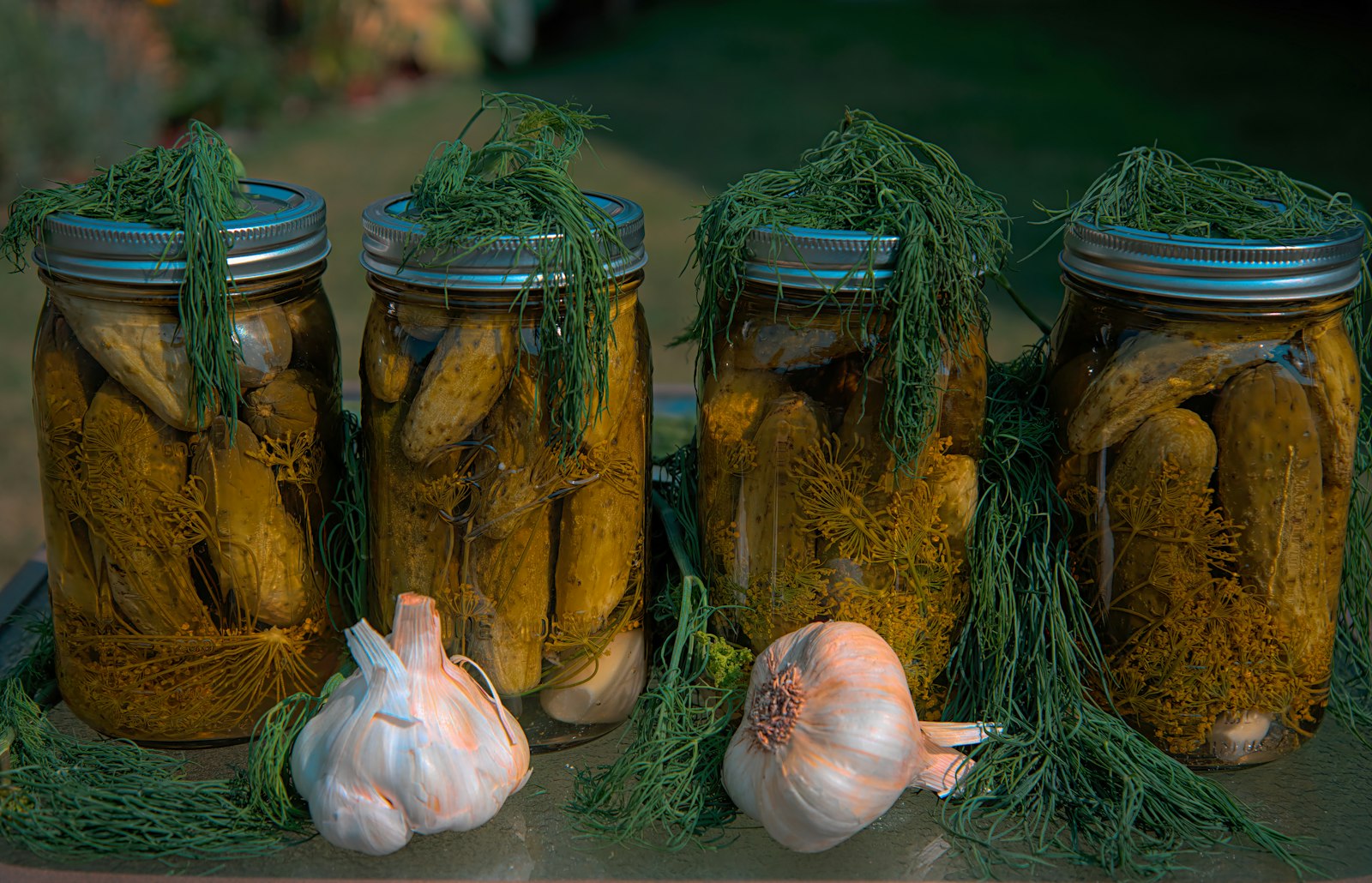 Jars of quick pickles with fresh dill and garlic