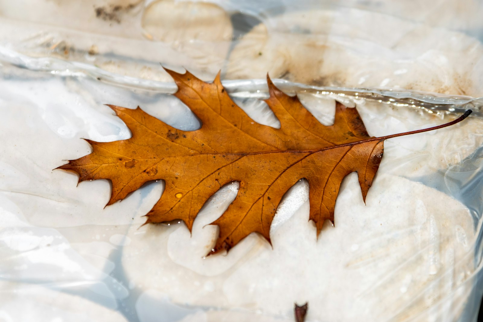 Leaf shaped cookie with golden icing