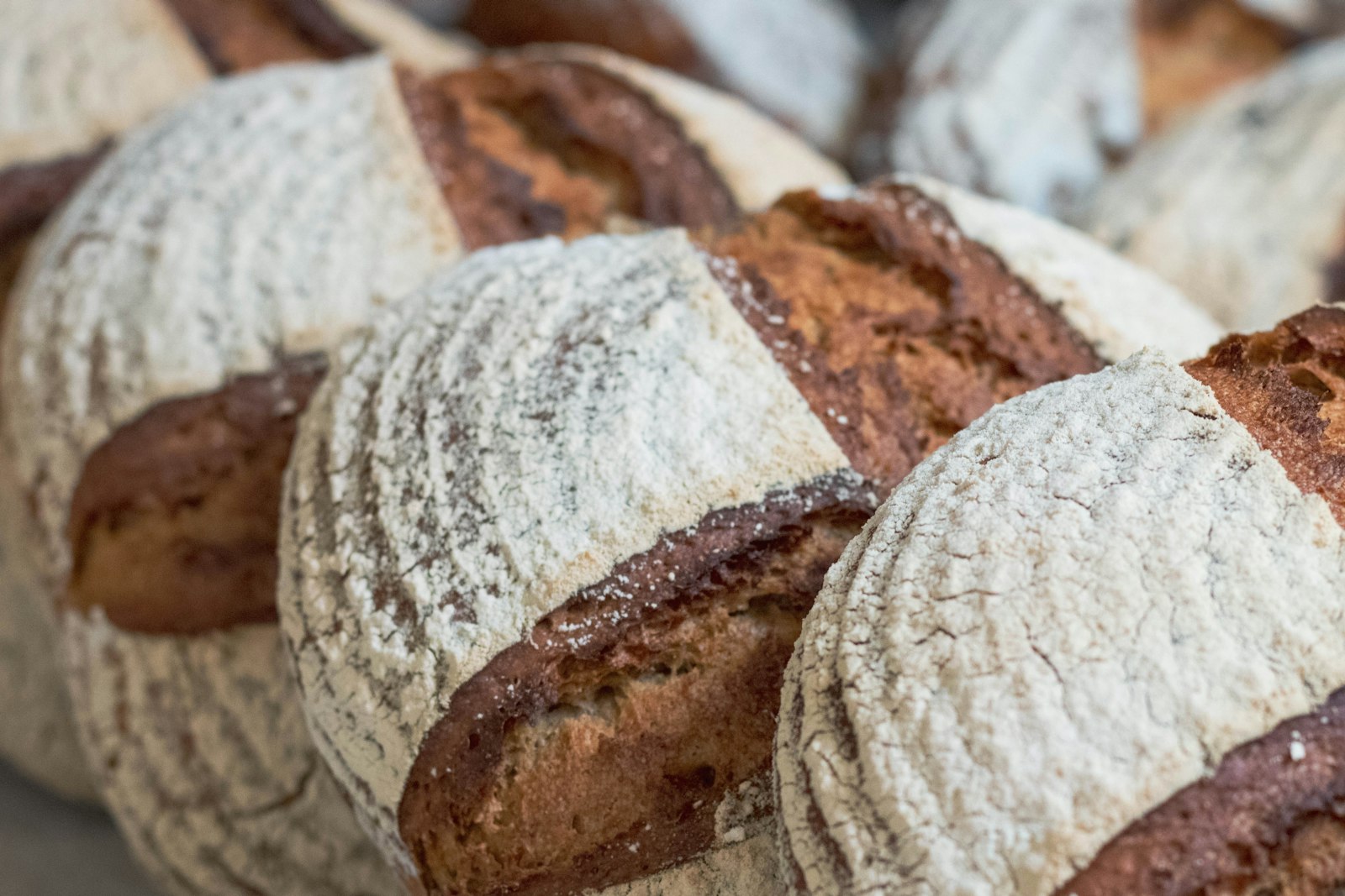 Rye loaves with flour dusted tops