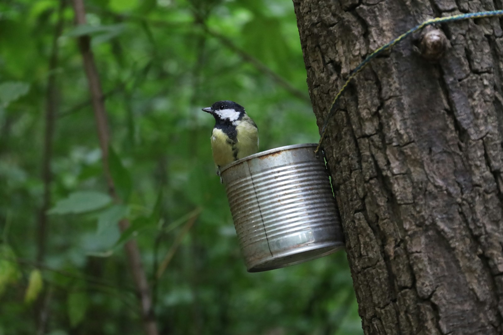 Tin can crafts bird feeder hanging on a tree trunk with a great tit perched on the rim