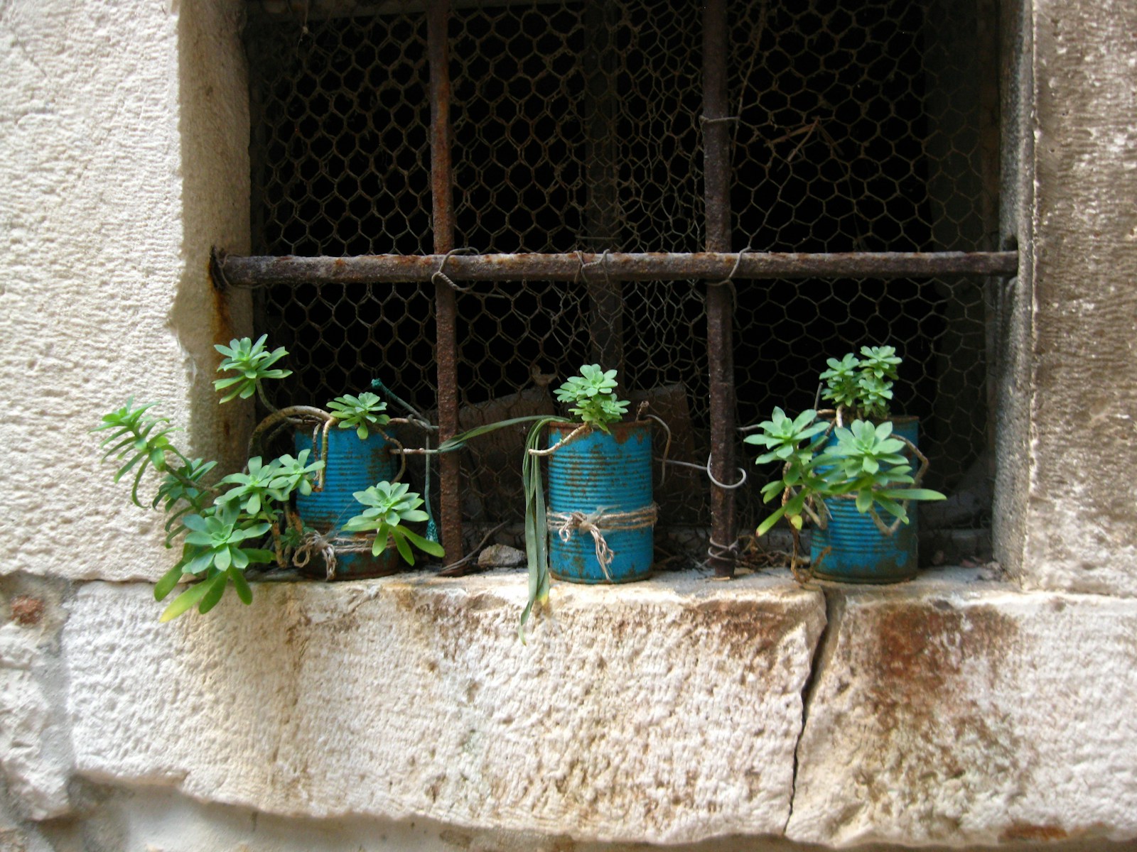 Tin can crafts windowsill garden with succulents planted in blue cans tied with twine