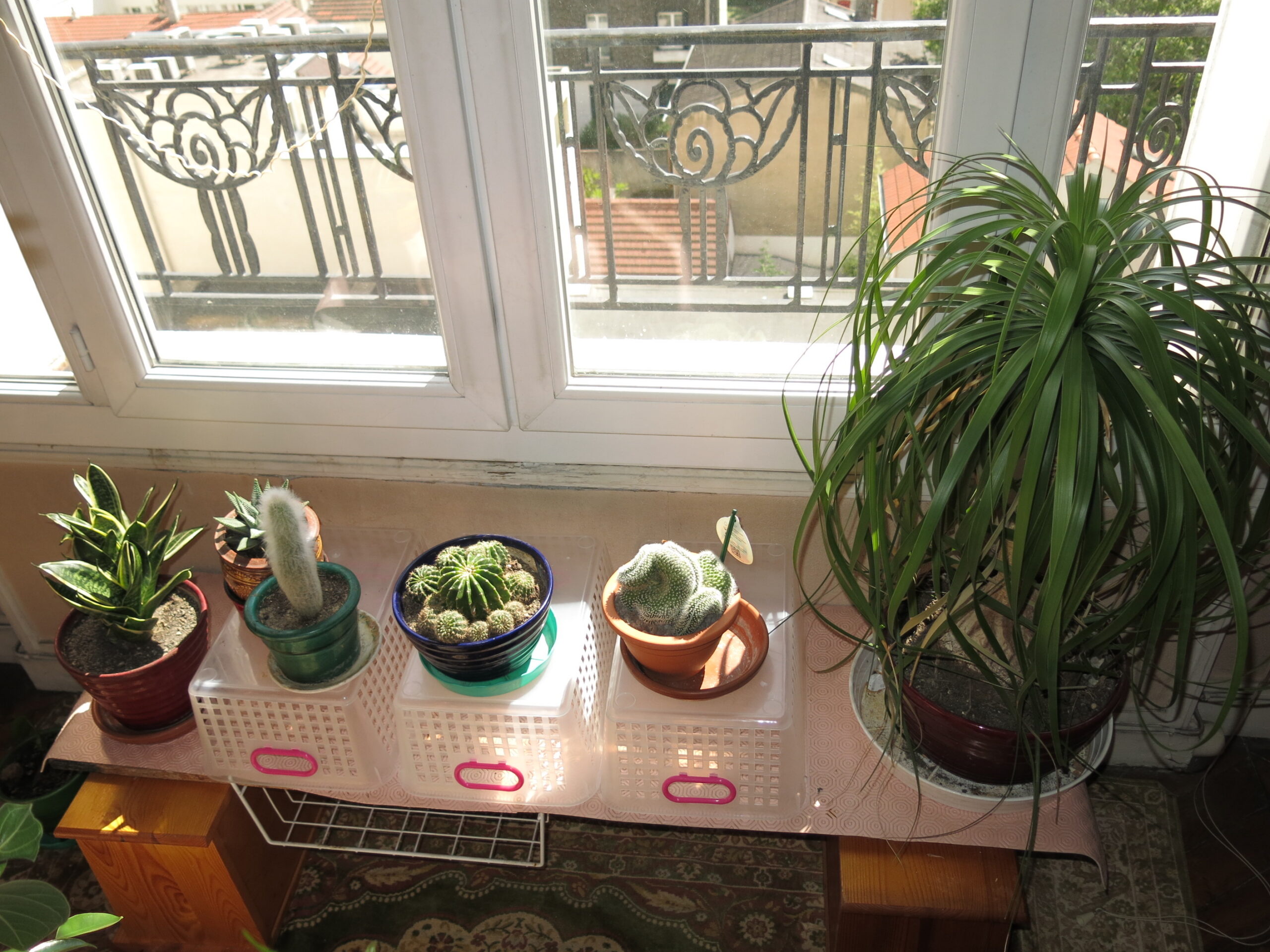 Small shelf under a window holding cactus pots and houseplants