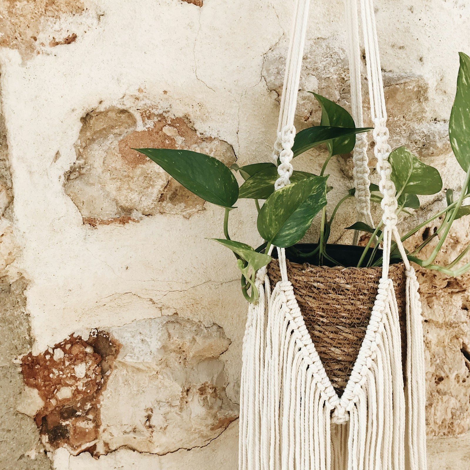 A white macrame plant hanger holding a green potted plant