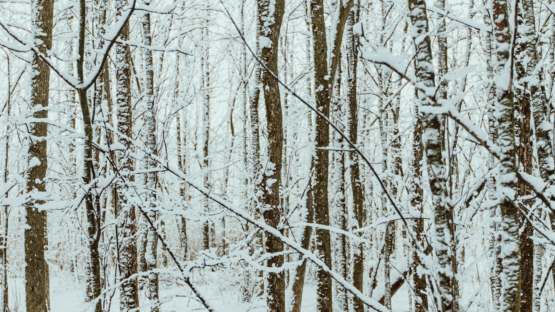 Bob Ross winter paintings favorite: snowy trees in soft daylight