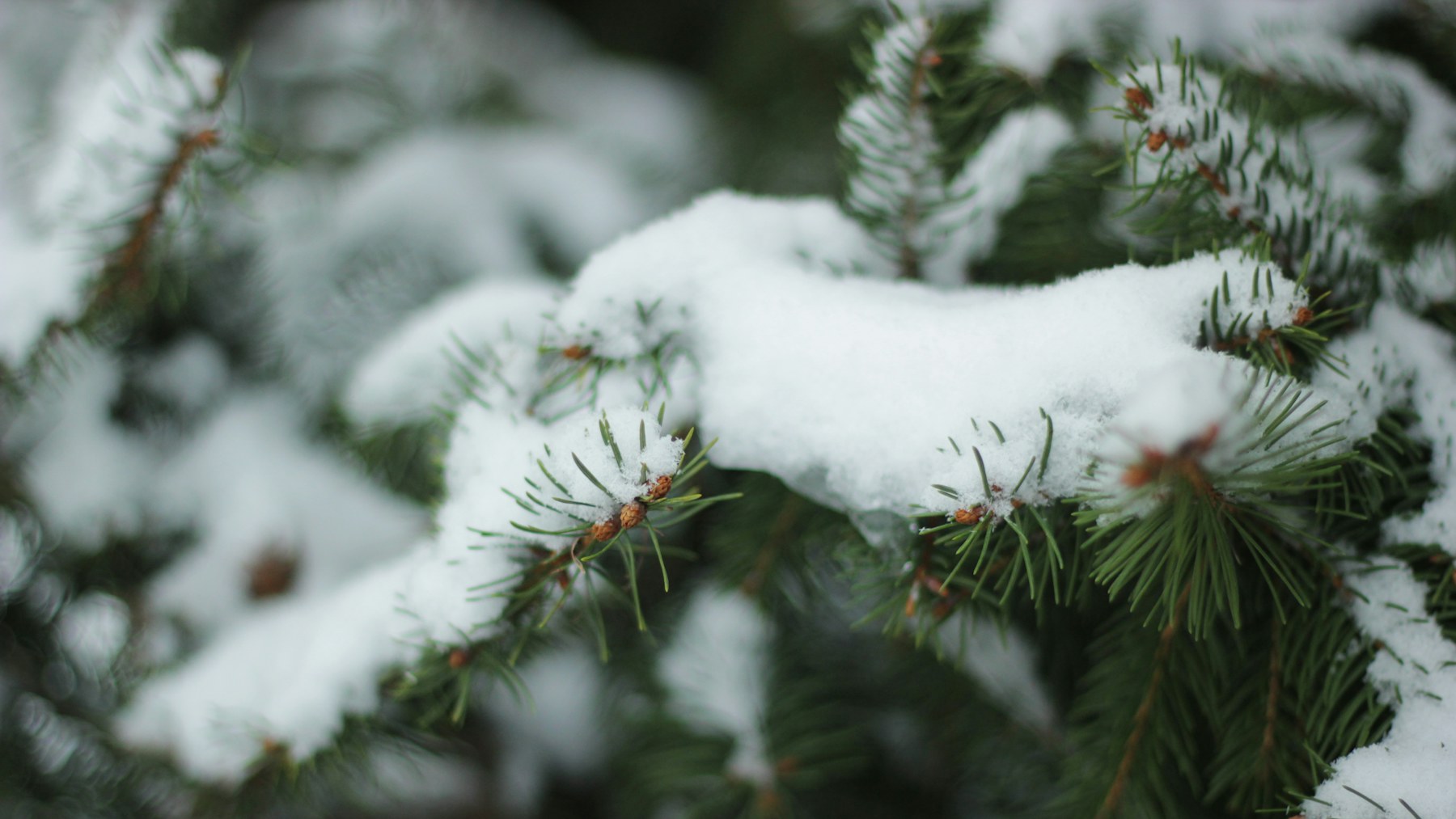 Close up of fresh snow on evergreen pine needles