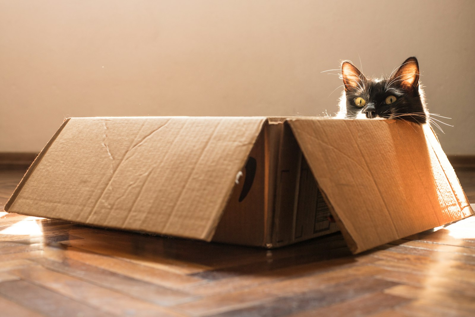 Black and white kitty hiding inside a cardboard box