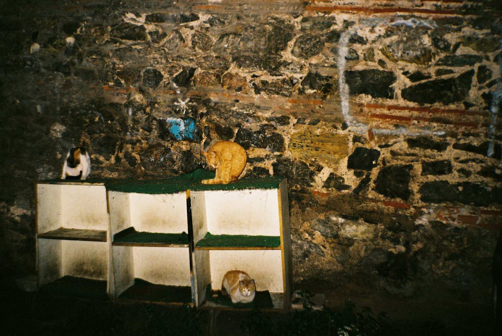 Several cats resting on rustic cubby shelves against a stone wall
