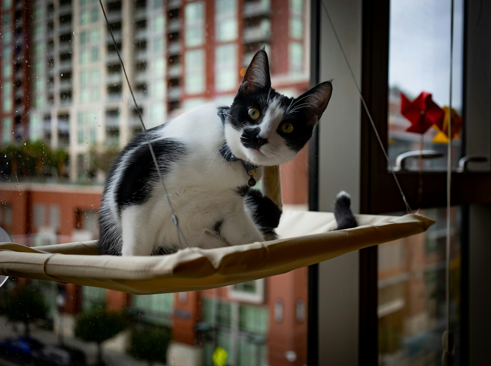 DIY cat walkways window perch with a black and white cat looking outside