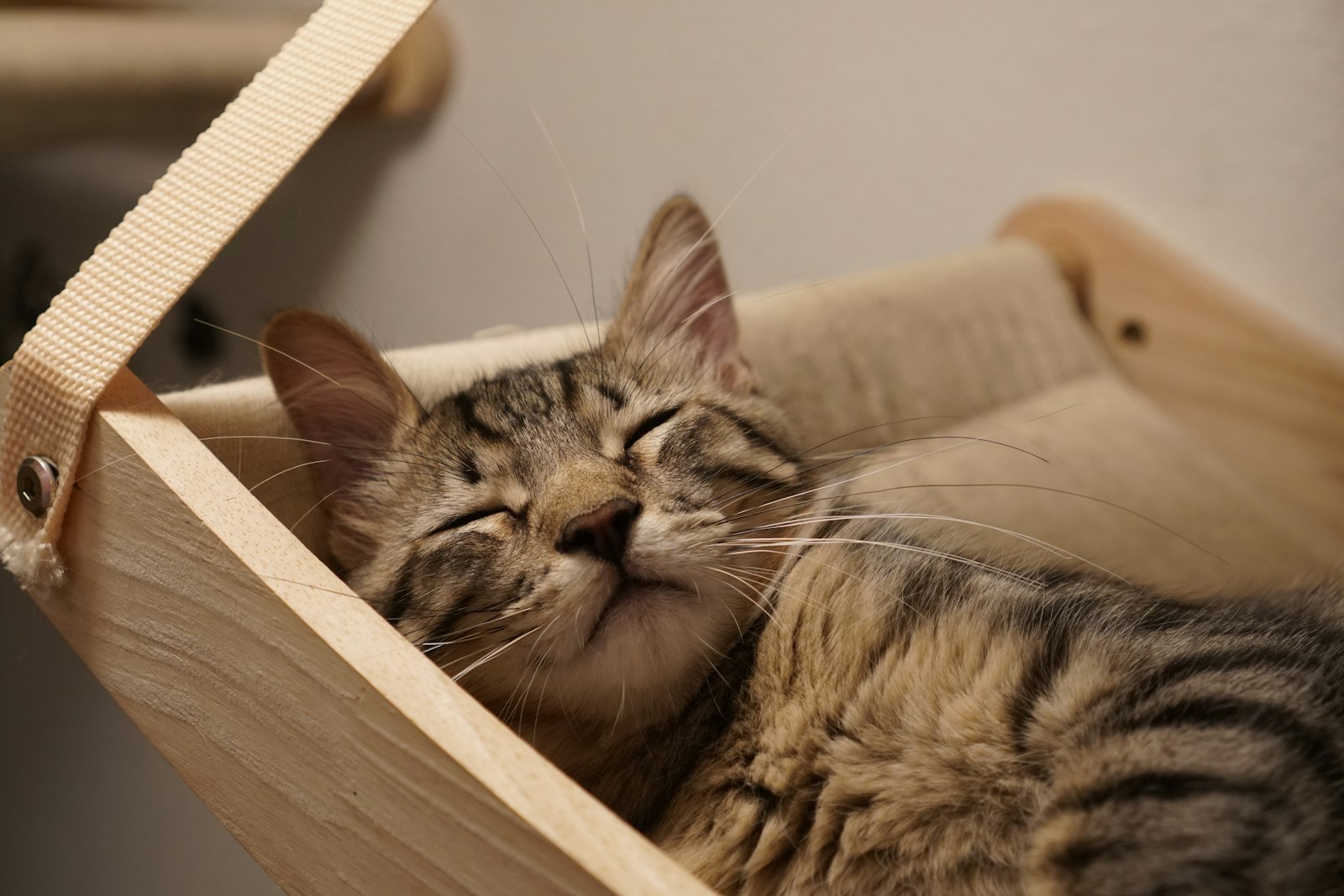 Tabby sleeping in a wooden hammock with soft bedding