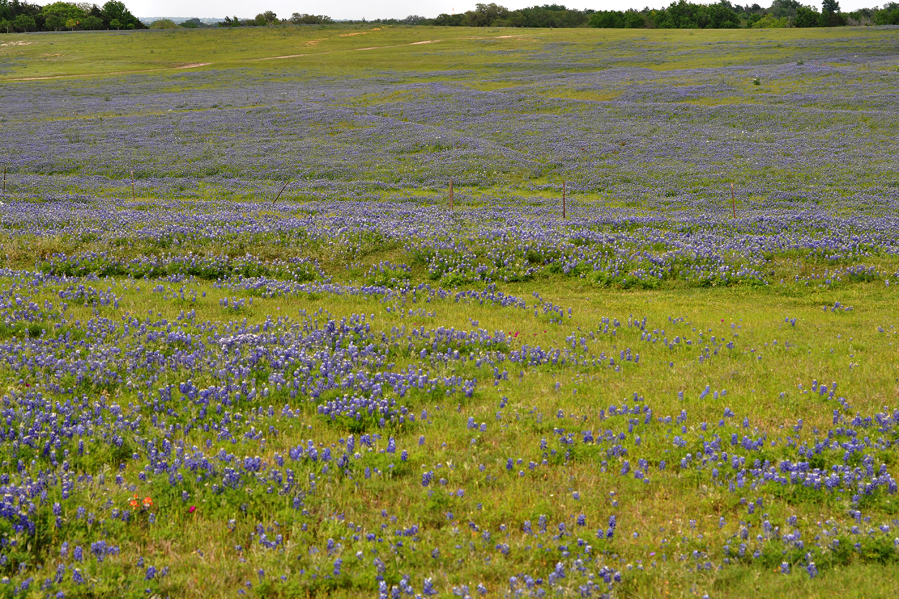 Texas bluebonnet wildflowers blooming along a highway