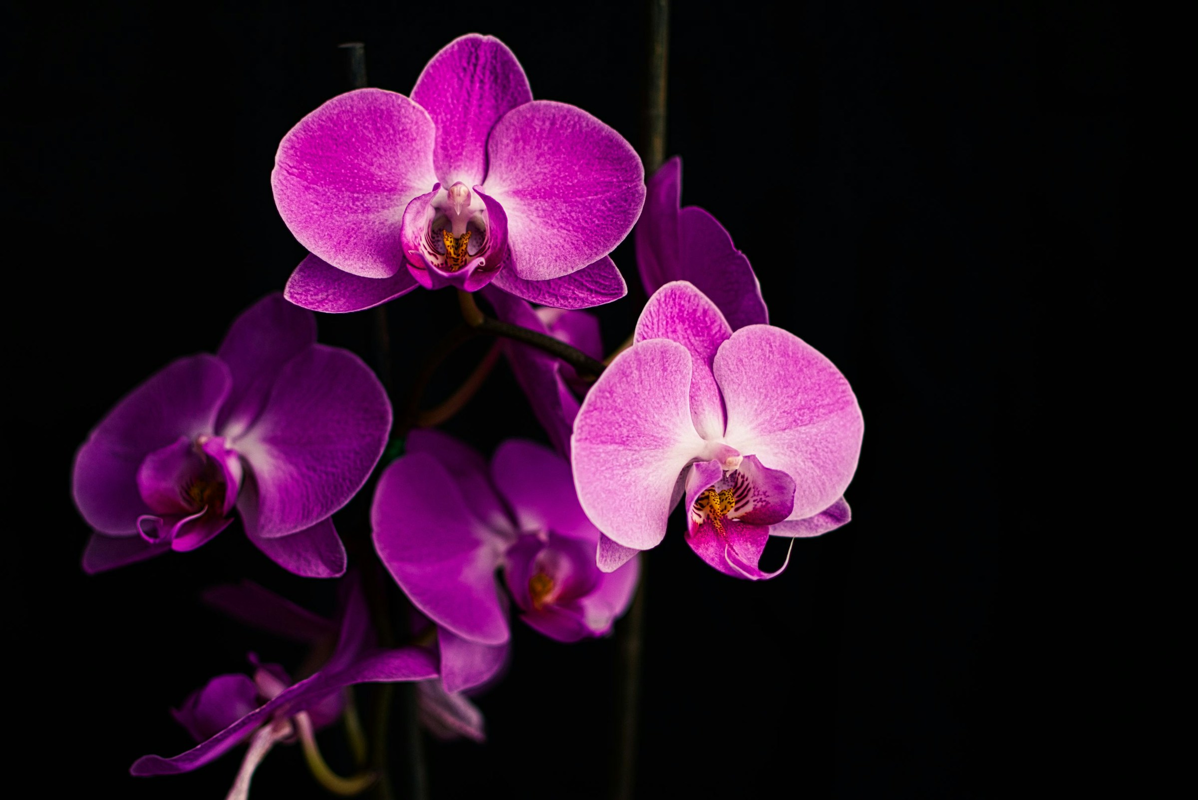 Purple moth orchids in bloom