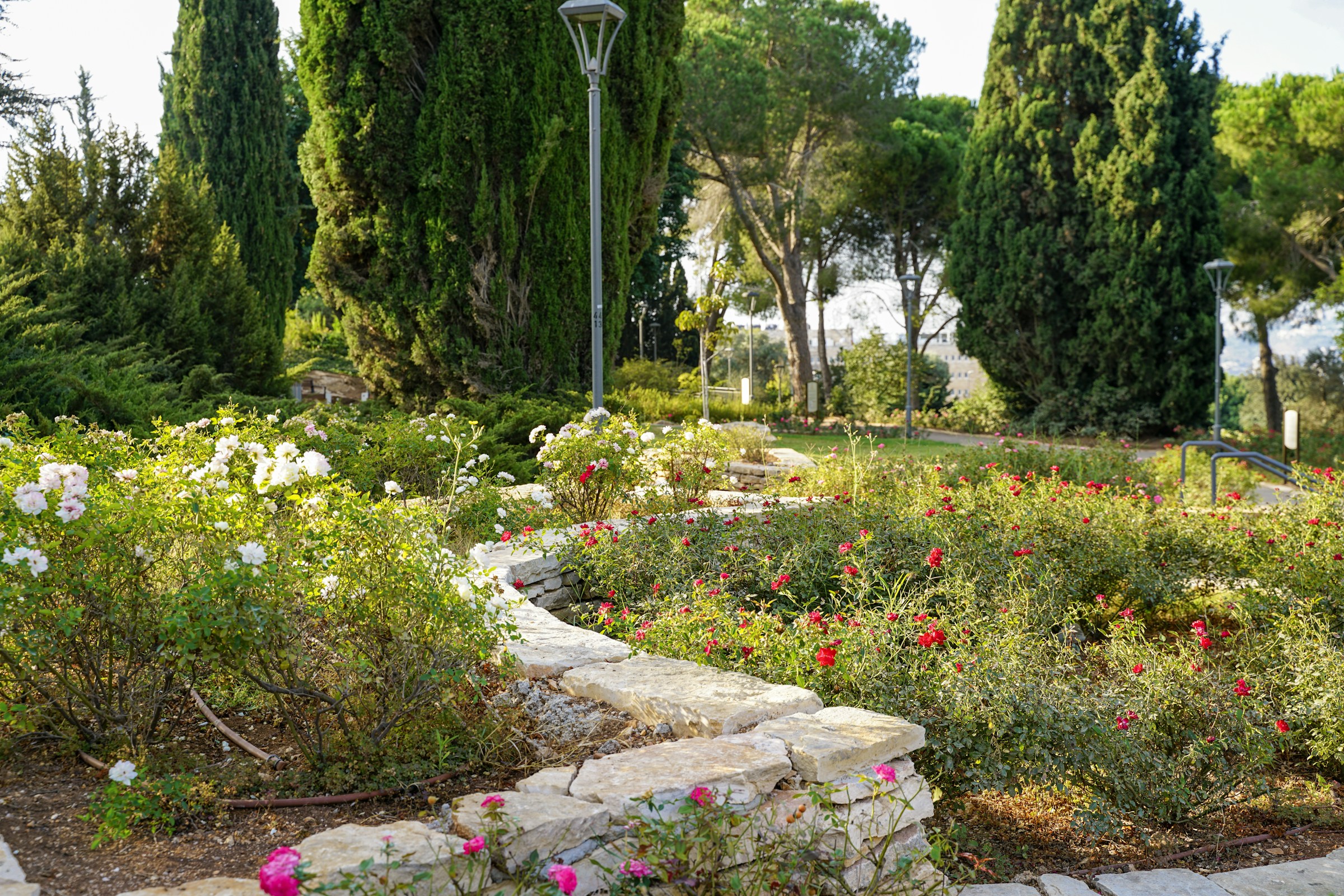 Stone path winding through a vibrant rose garden
