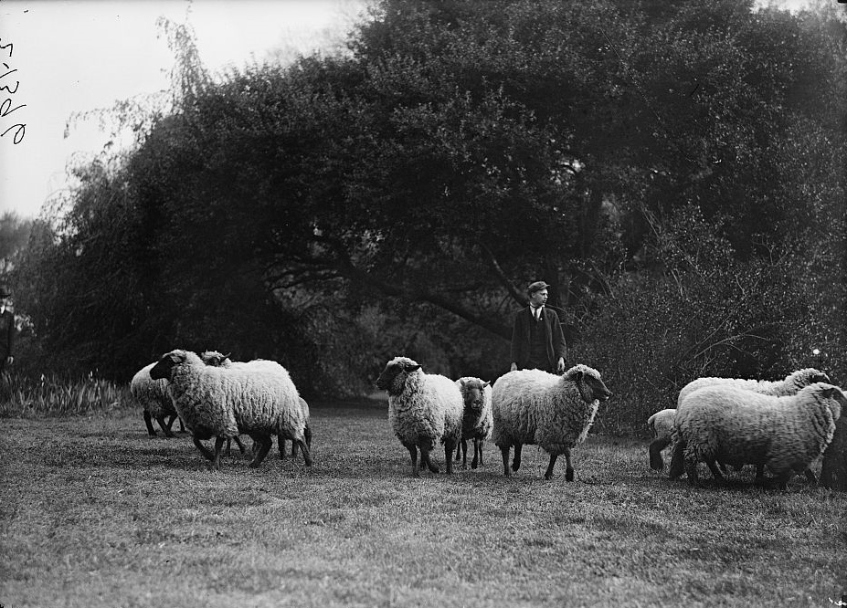 Historic photo of sheep grazing on the White House lawn