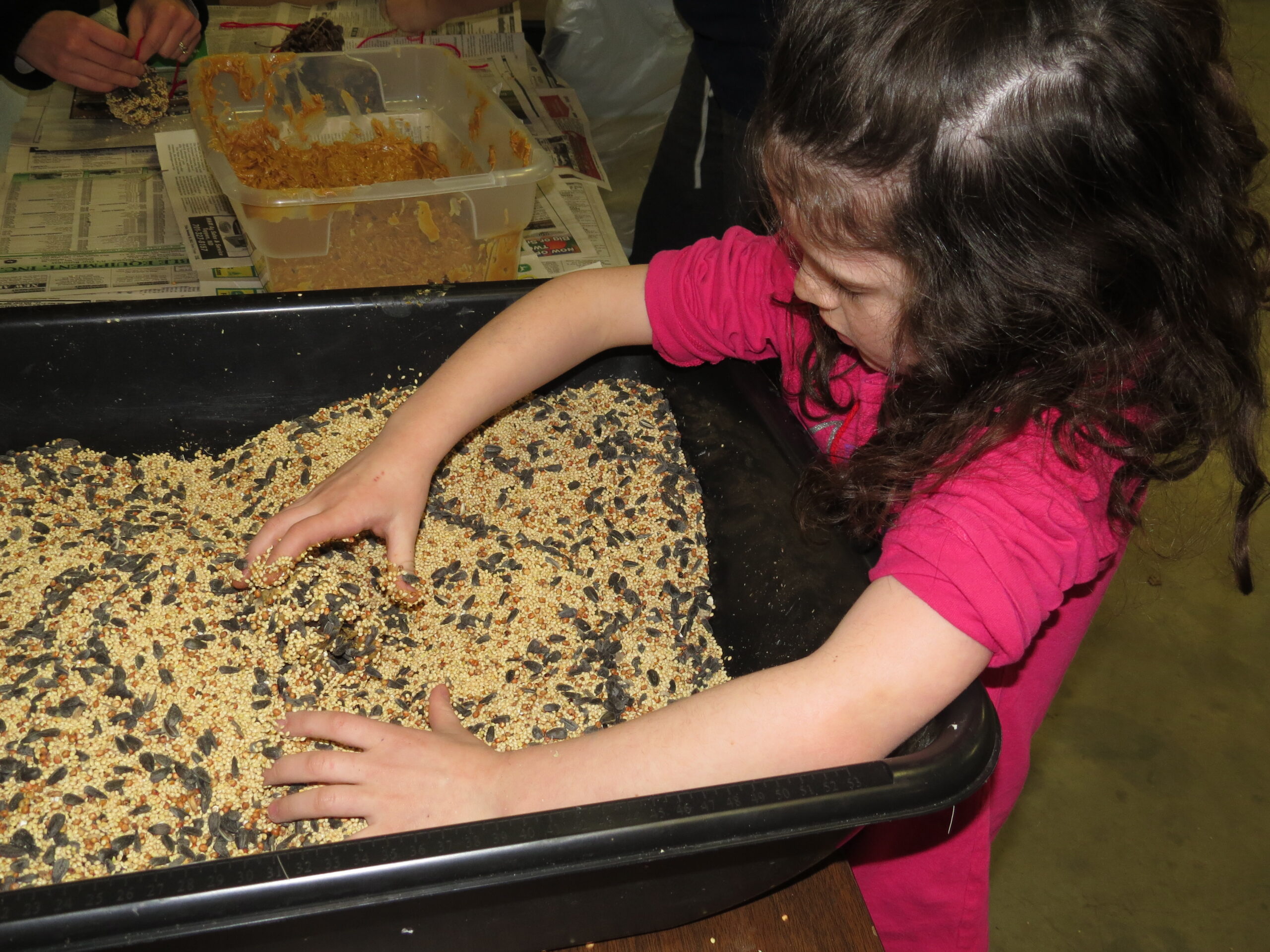 A child rolling a pine cone bird feeder in a tub of bird seed at a winter event
