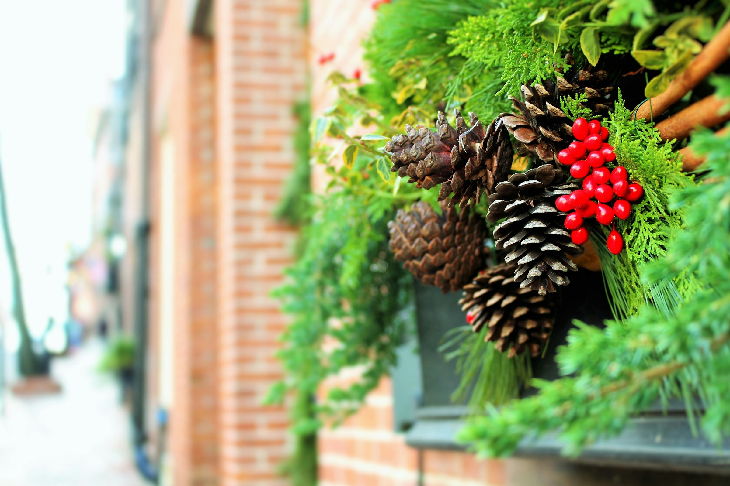 Pinecones tucked into green evergreen plants on a window sill