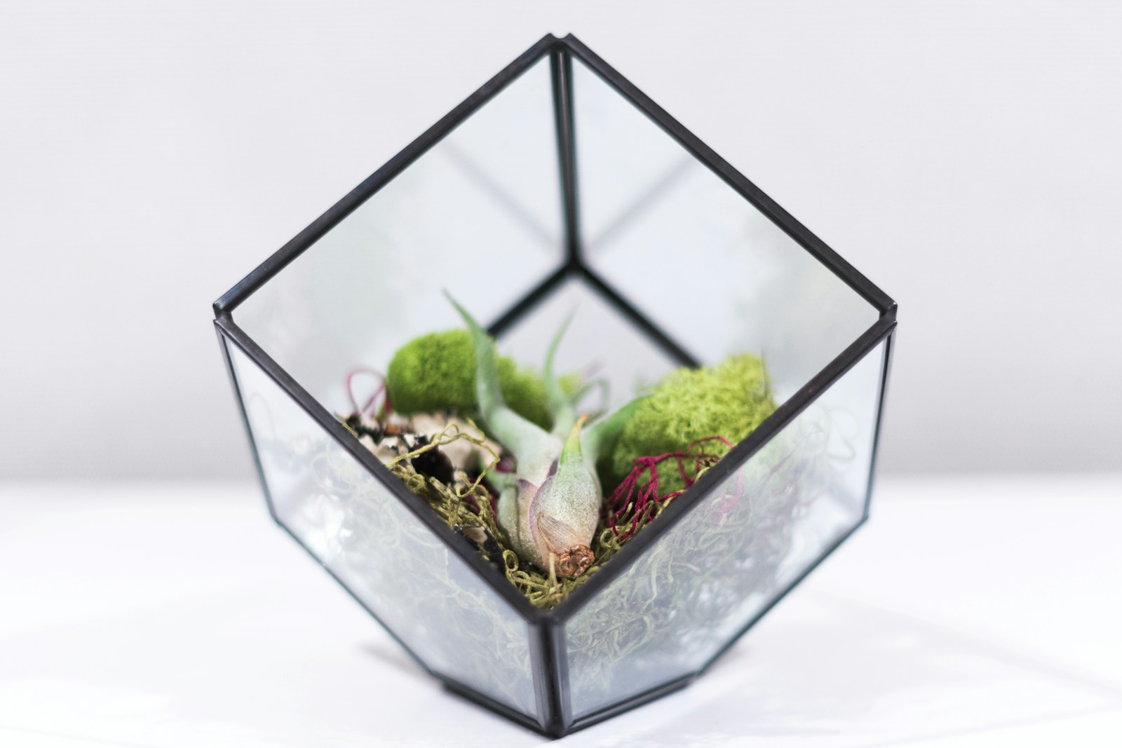 Geometric glass terrarium with air plants and stones on a bright table