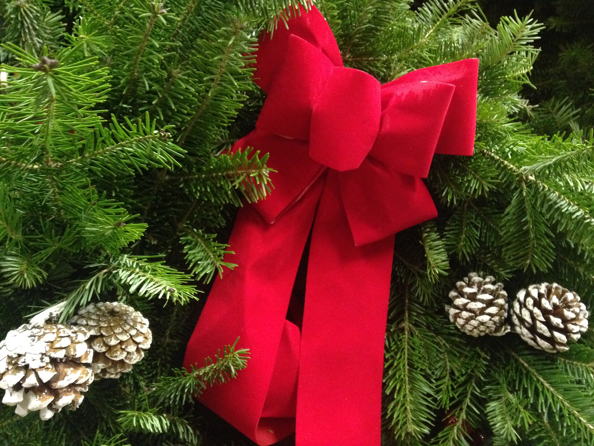 Big red velvet bow and pinecones on a fresh evergreen wreath