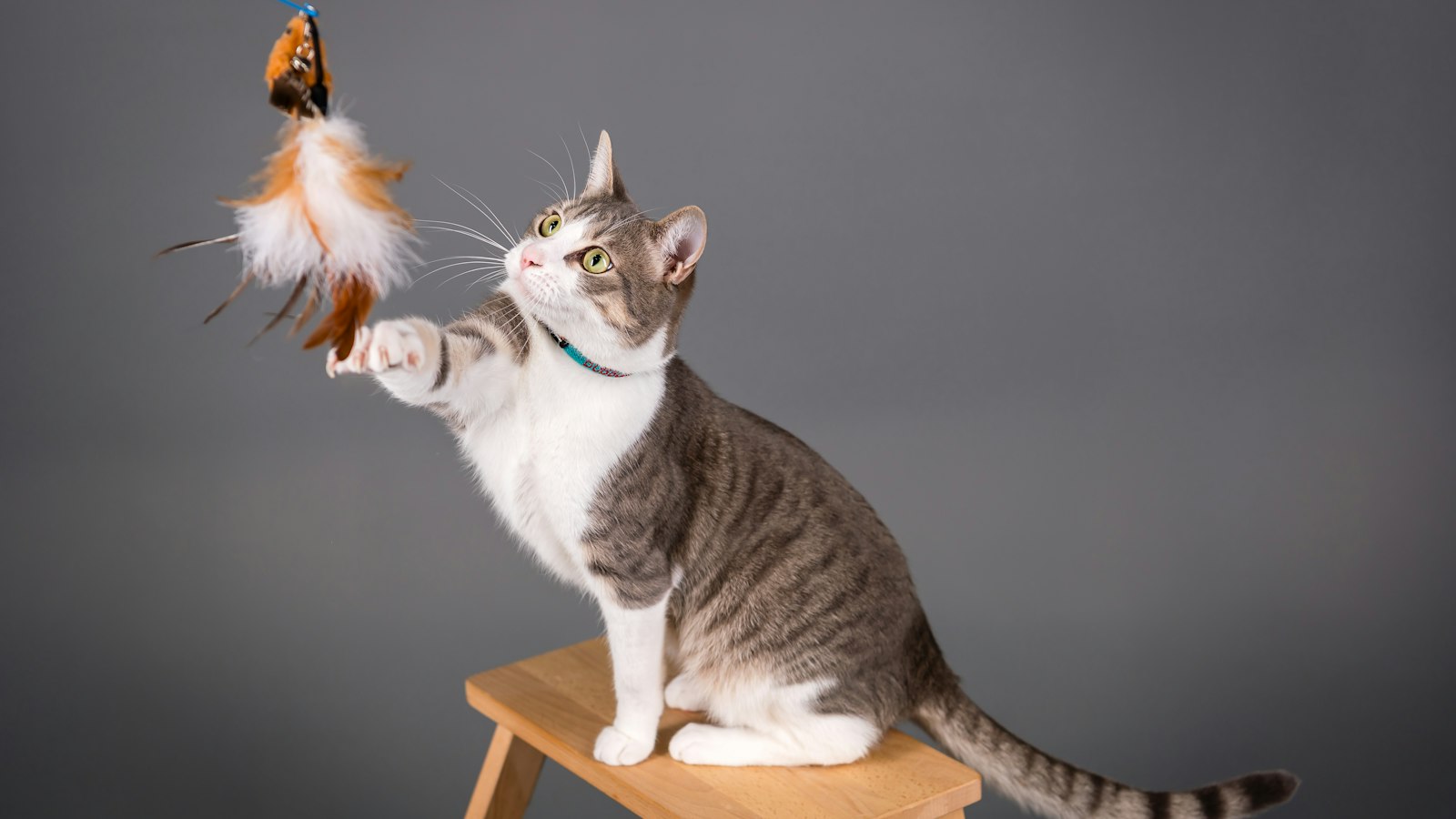 Tabby and white cat batting at a feather wand toy