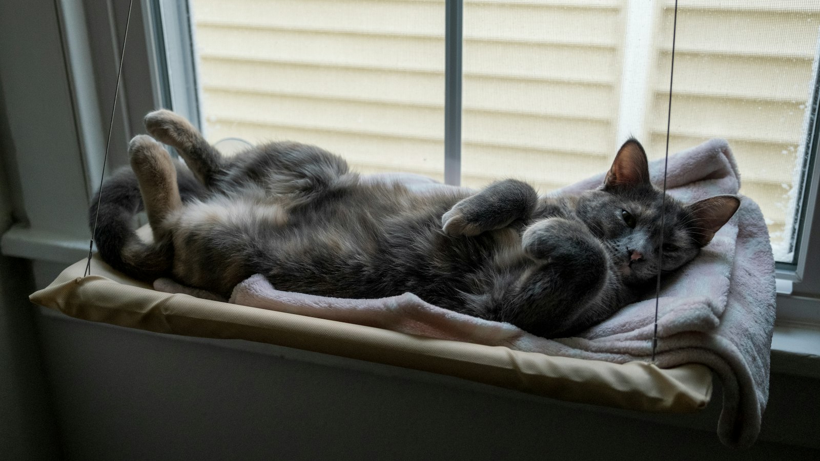 Grey cat stretched out on a cozy window perch with a soft blanket