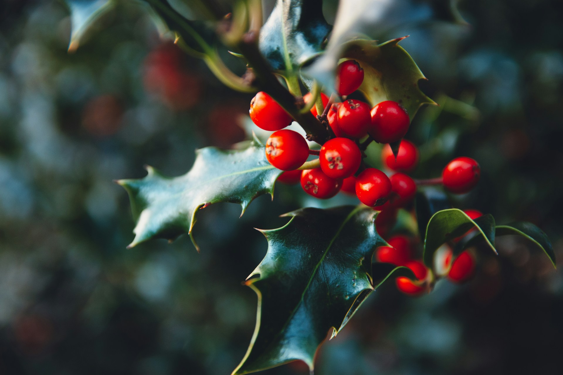 Holly sprig with bright red berries