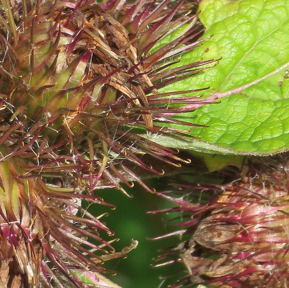 Close-up of burdock burr hooks that inspired hook-and-loop tape