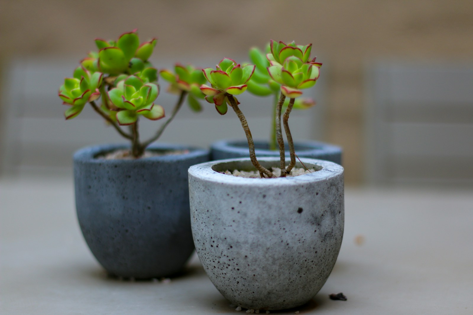 DIY gifts for dad: small concrete planters with green succulents