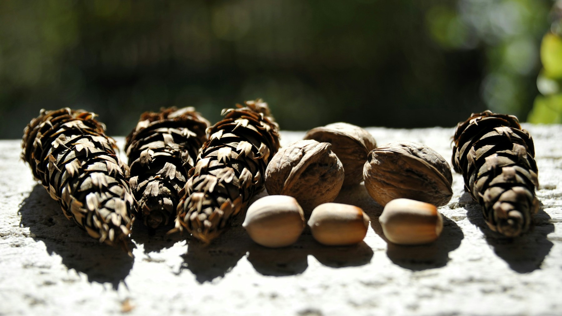 Chestnuts and pine cones lined up on a weathered wooden board