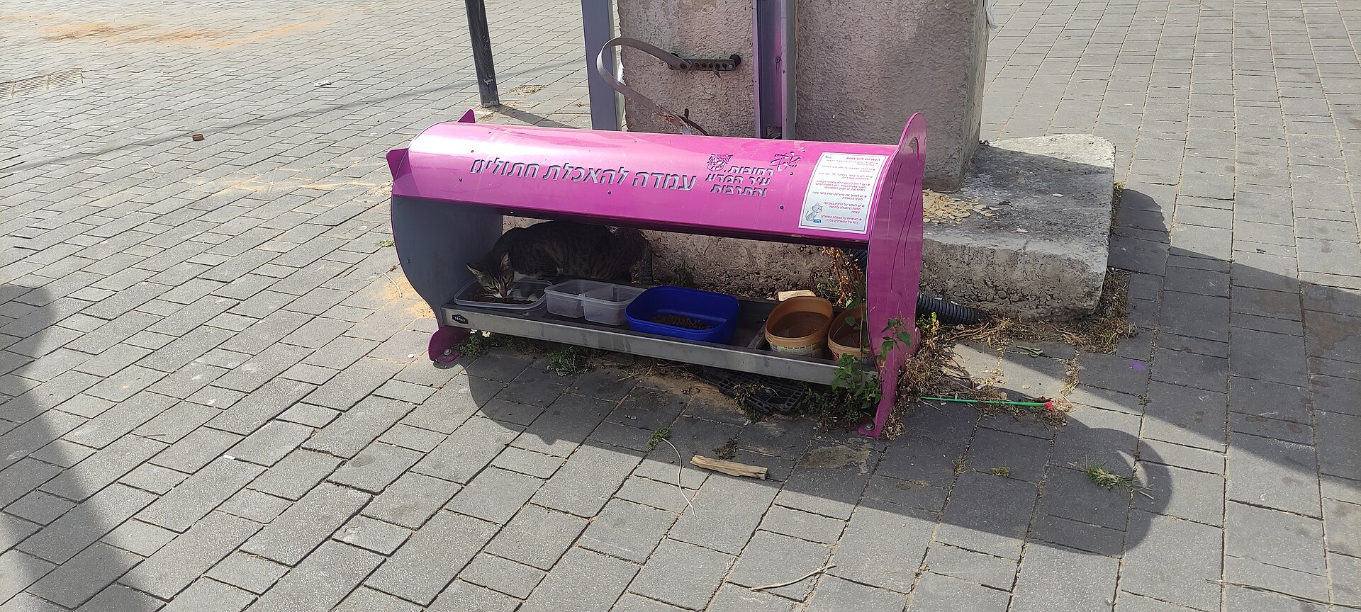 Covered outdoor cat feeding station with bowls on a paved street
