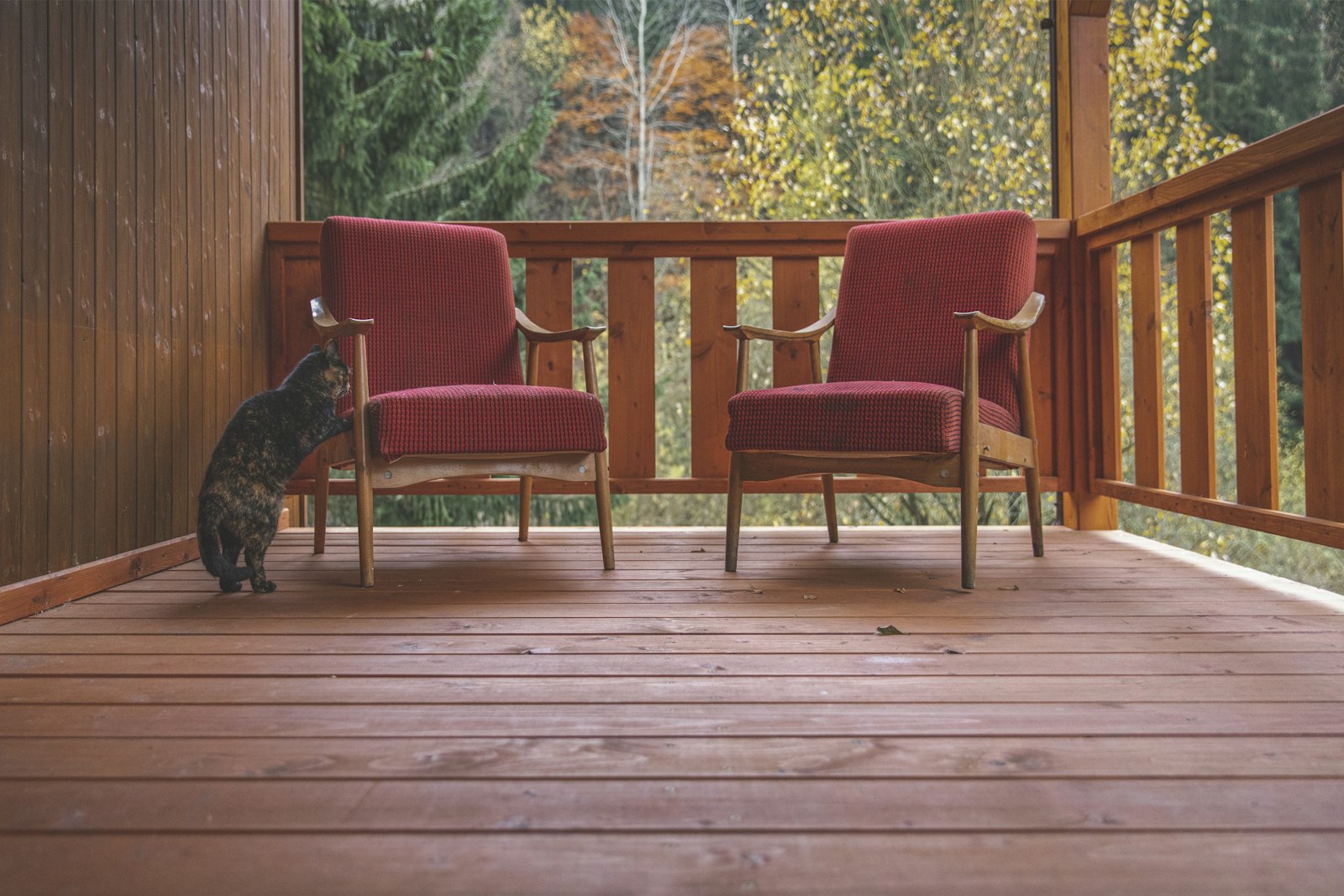 Cat sitting on a wooden porch next to two chairs