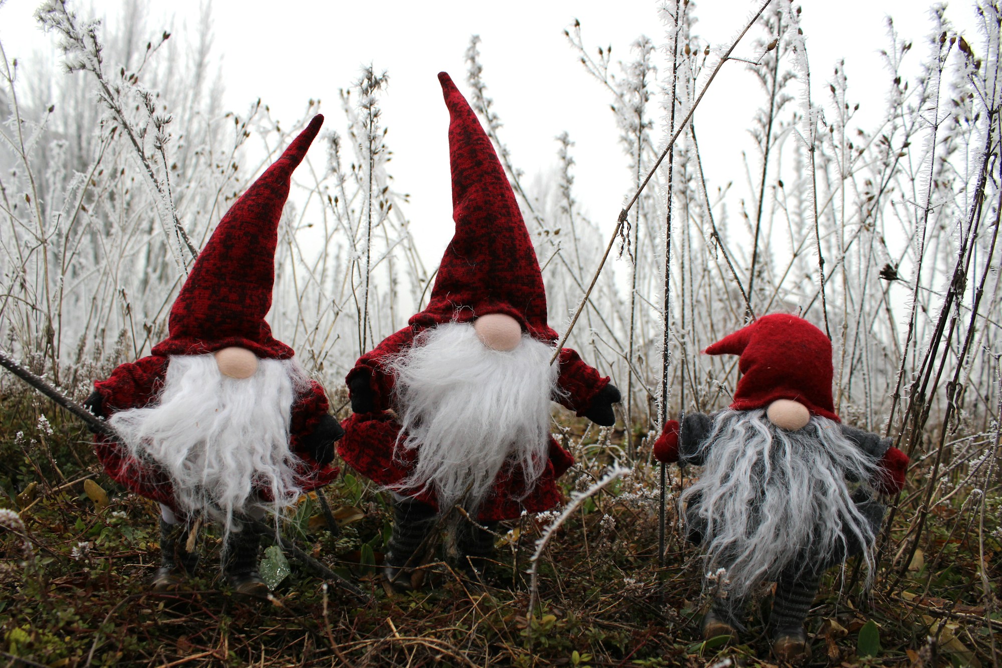 Three red hat Christmas gnomes sitting in frosty grass