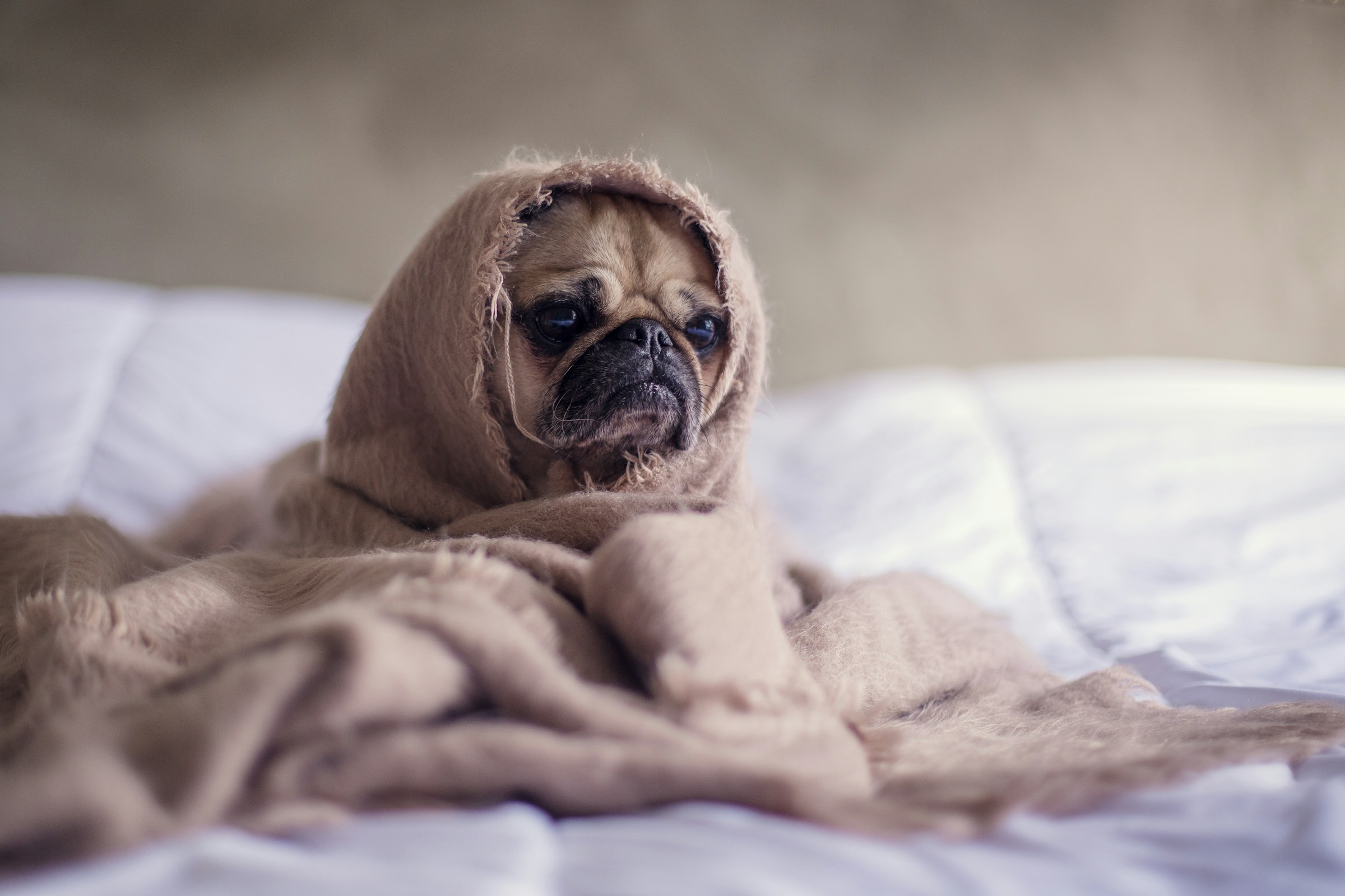 Pug peeking out from under a cozy blanket on a bed