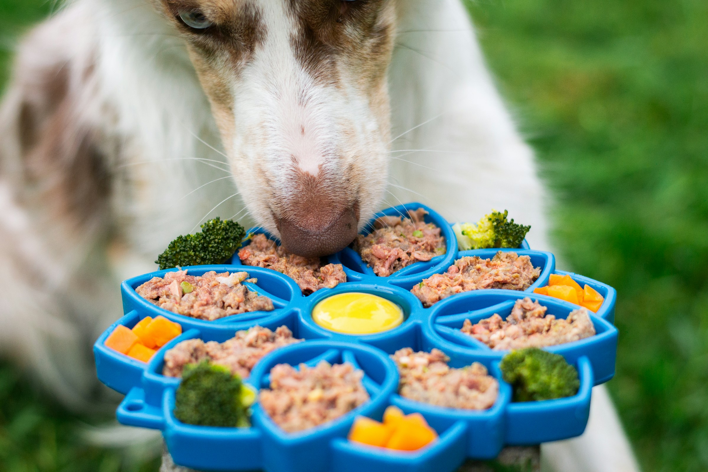 Cooling DIY dog toys idea: dog enjoying a colorful meal from an interactive slow feeder dish