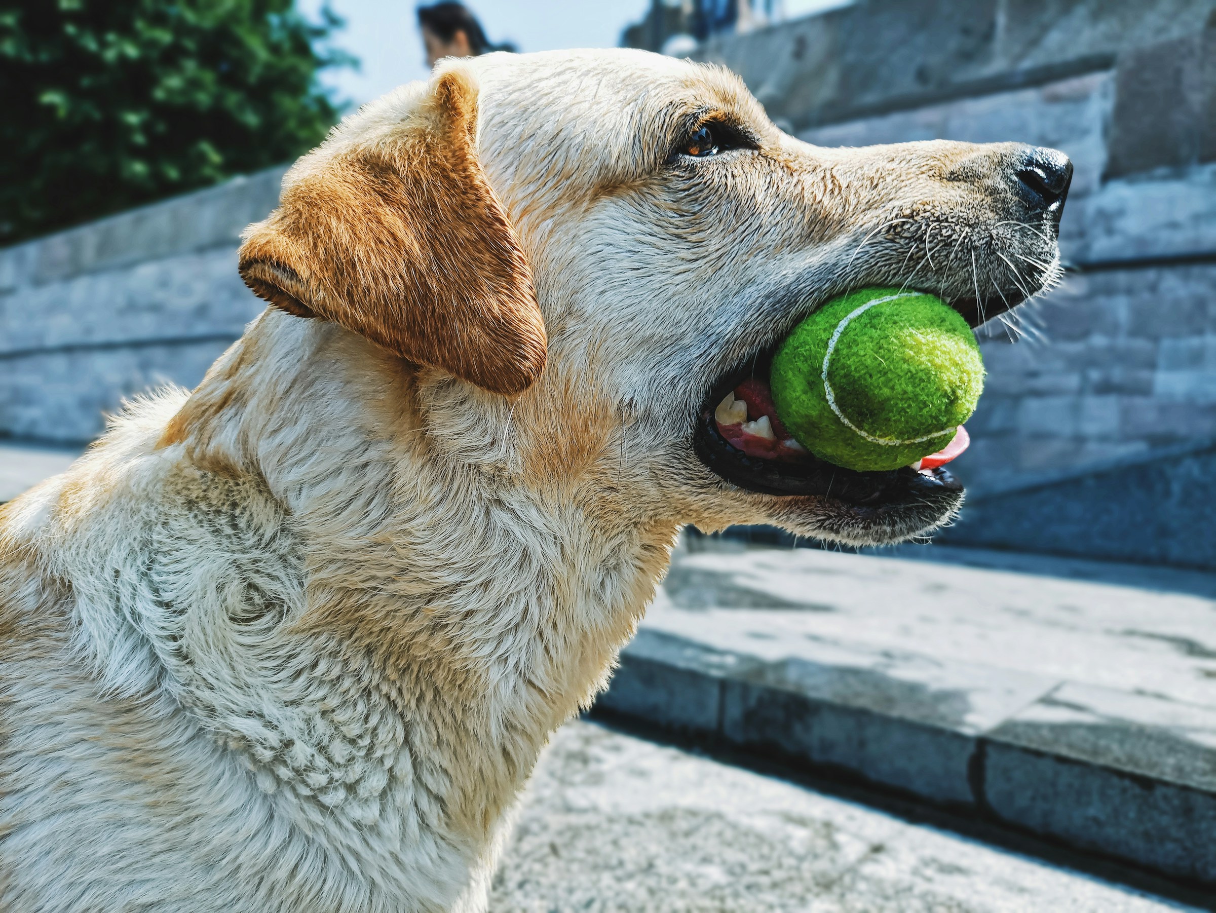 Yellow labrador retriever biting a green tennis ball
