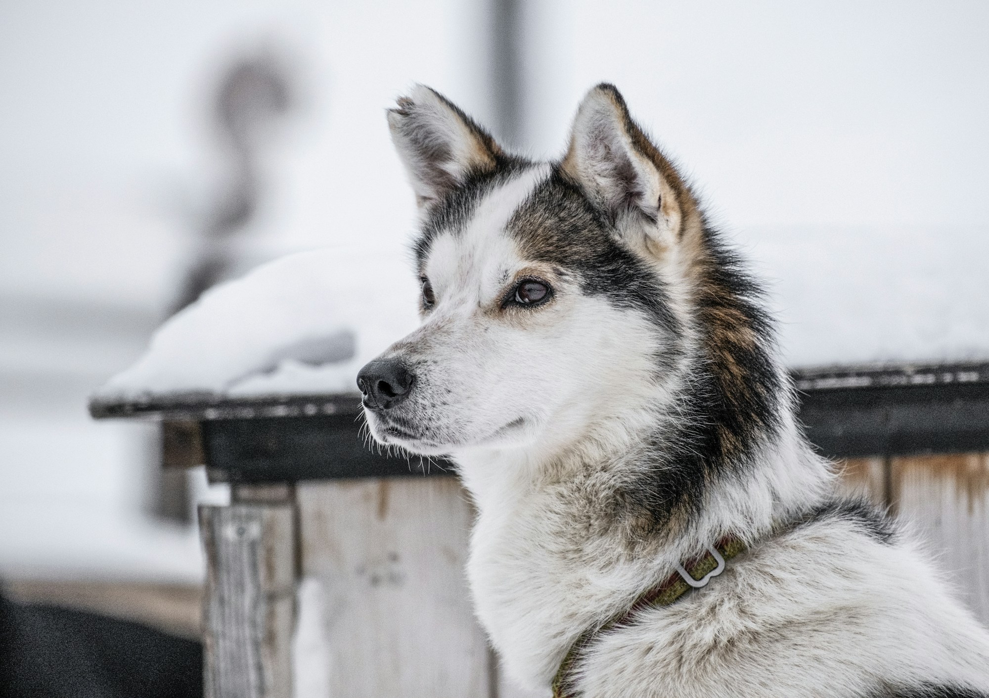 Close up of a dog with snow on its fur