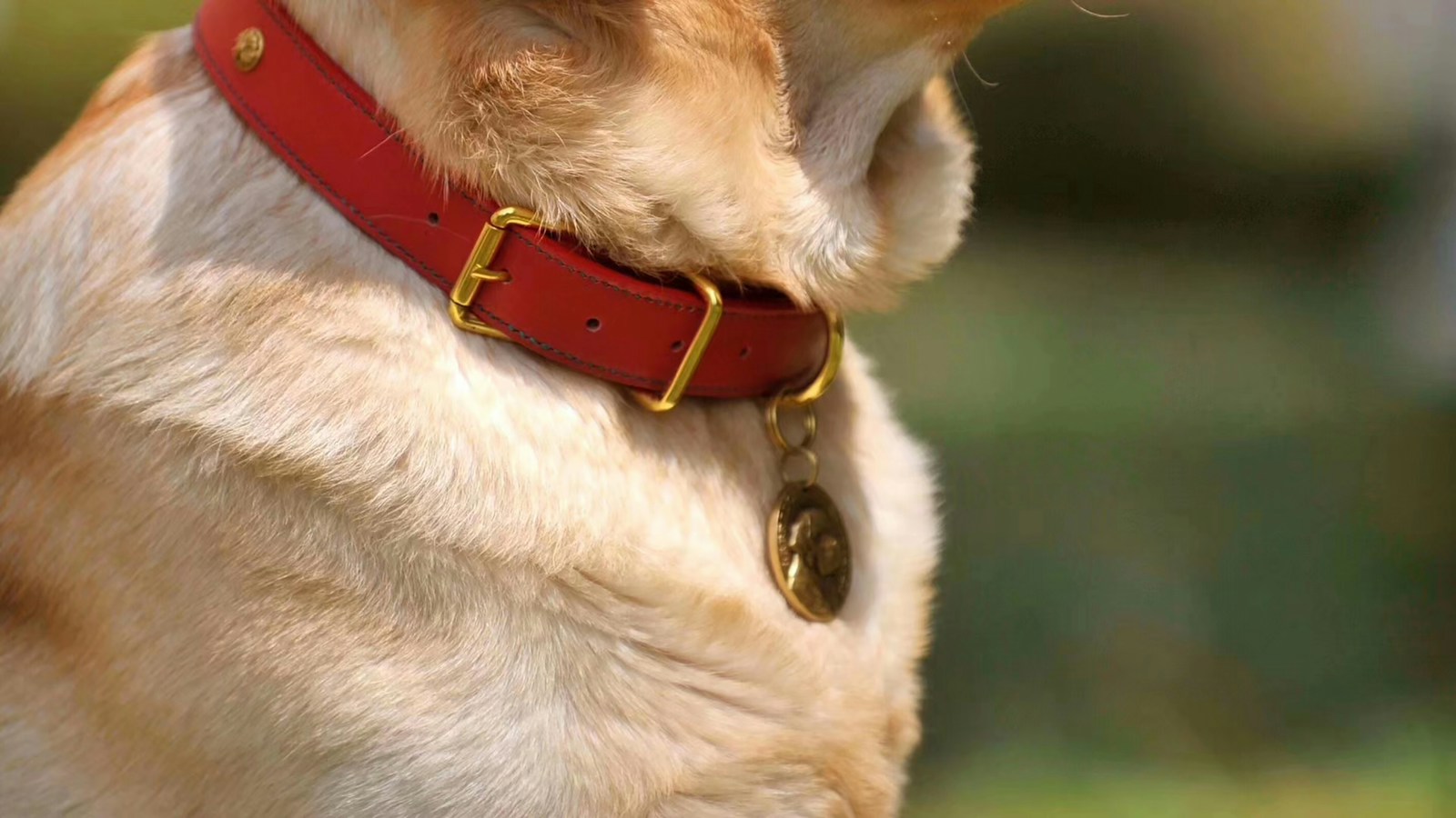 Dog Tag Cutter Dog Lover Christmas Gifts: 14 Handmade Ideas - Out of This World Desserts