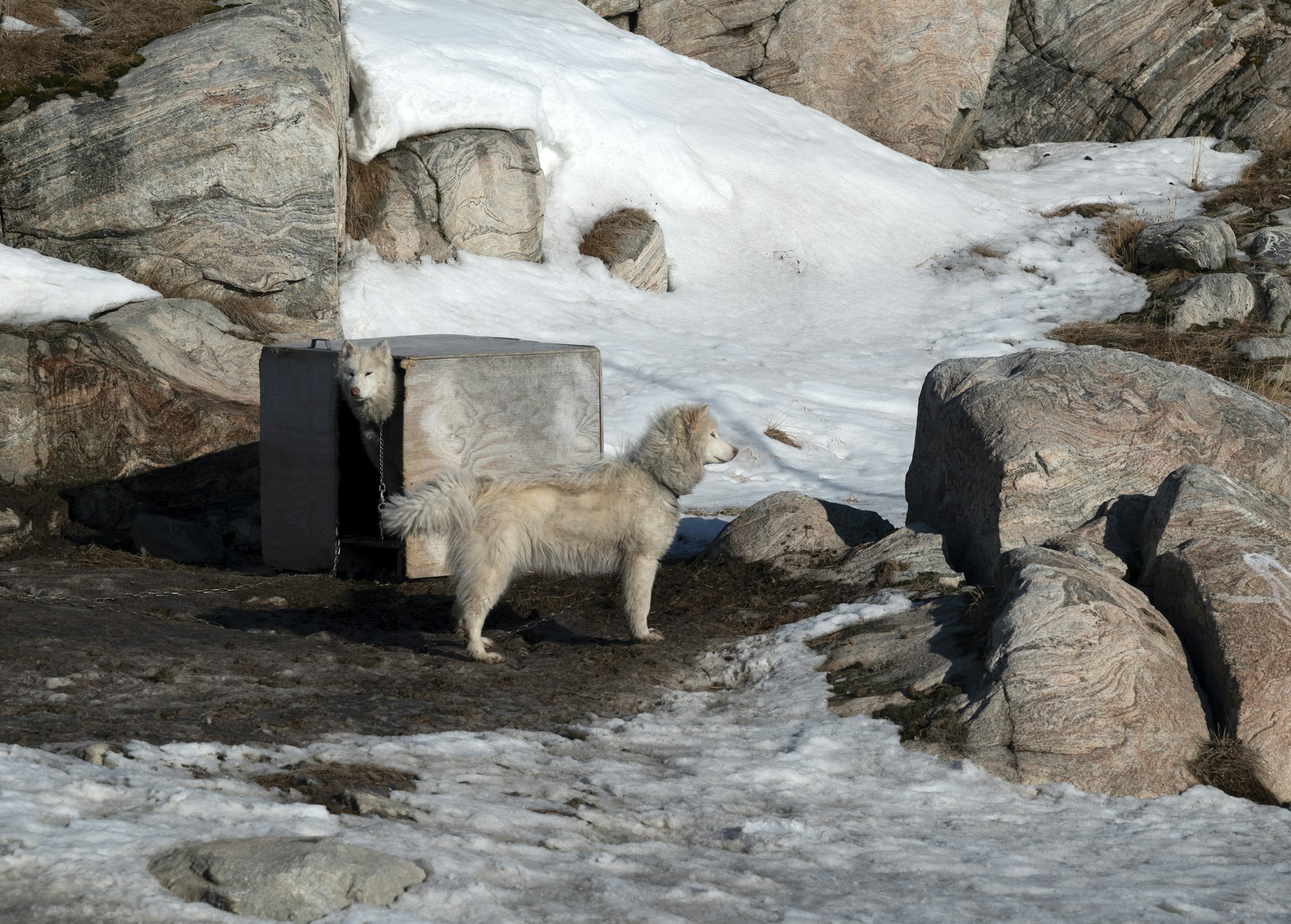 Light colored dog standing near its shelter in the snow
