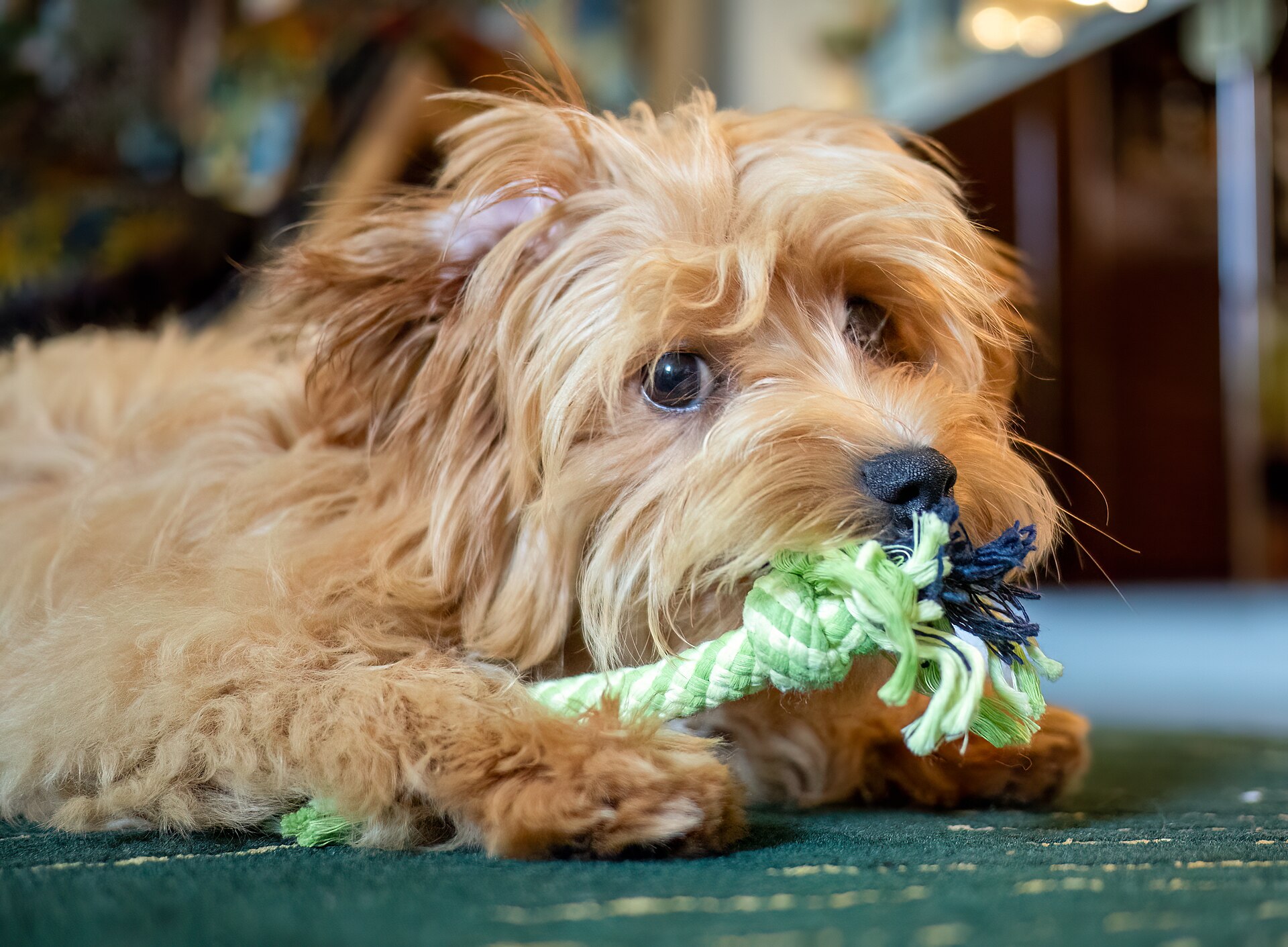 Small fluffy dog chewing a rope toy on a rug