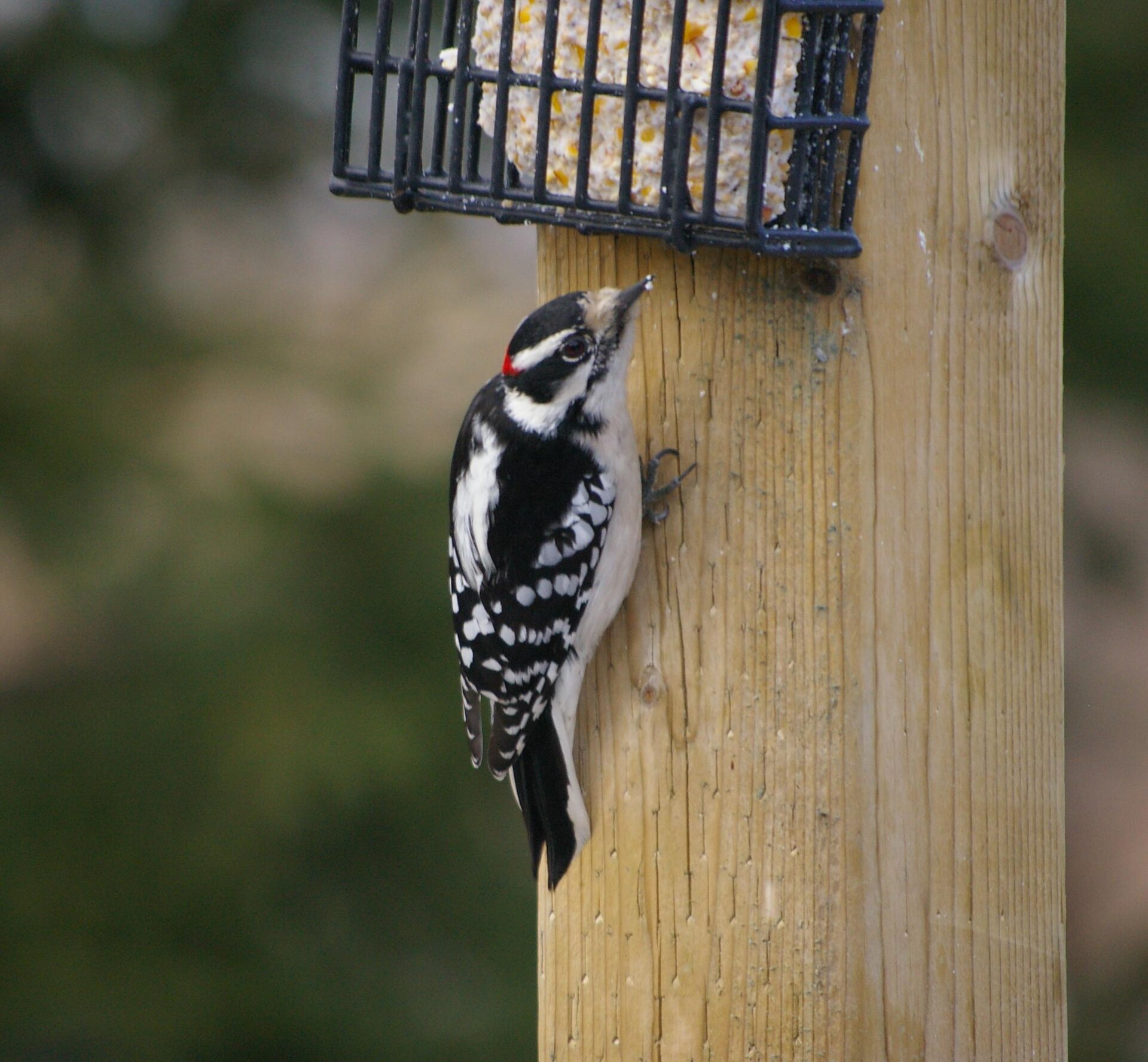 Downy woodpecker on a wooden post suet feeder
