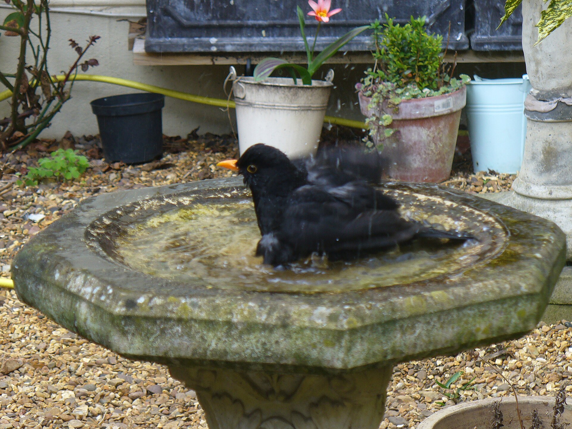 Blackbird splashing in a stone garden bird bath