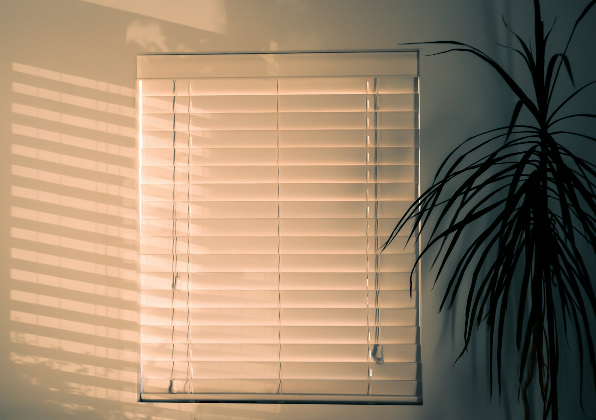 Sunlit white window blinds next to a plant