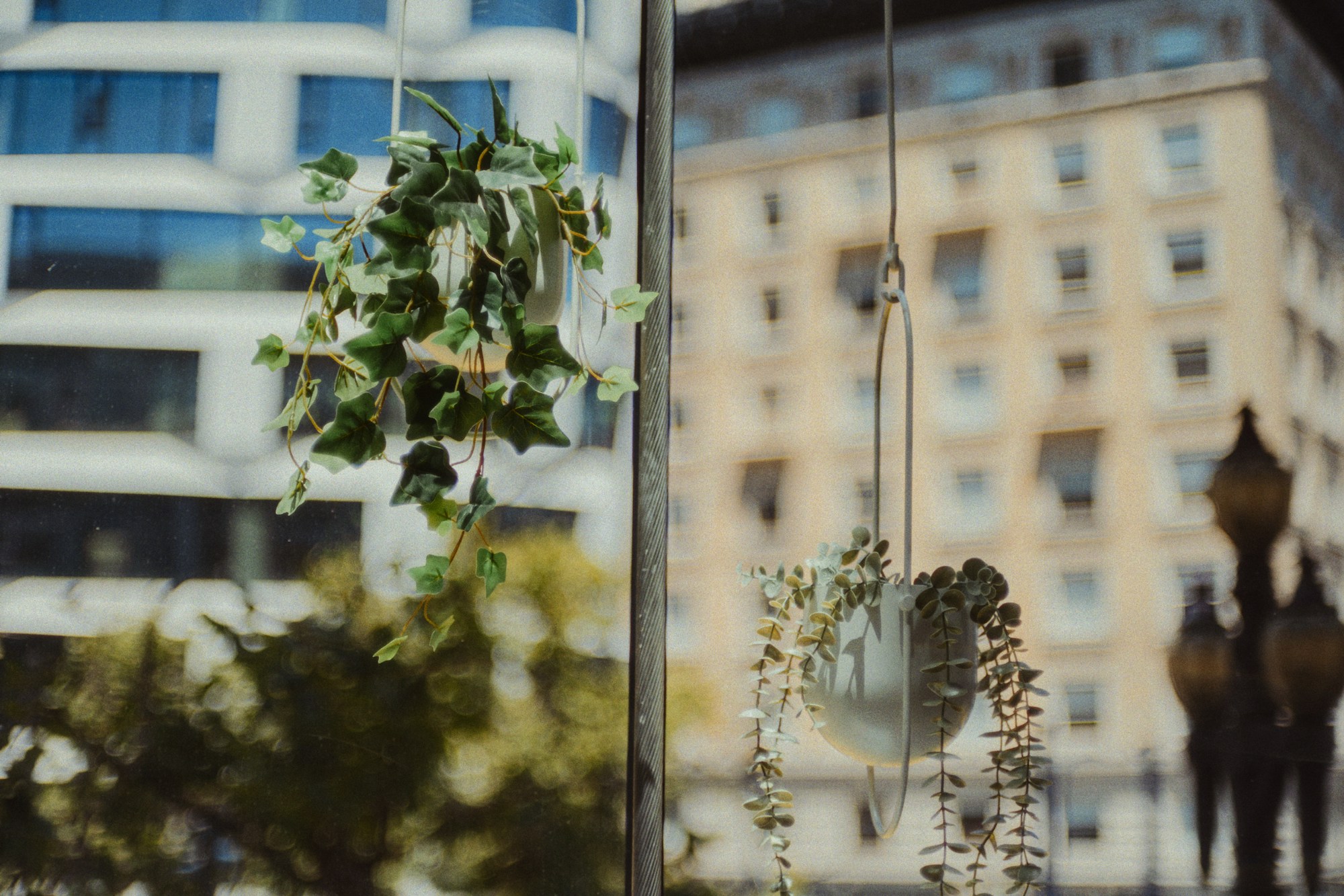 Tension rod hacks with plants, trailing plants hanging in front of a city window