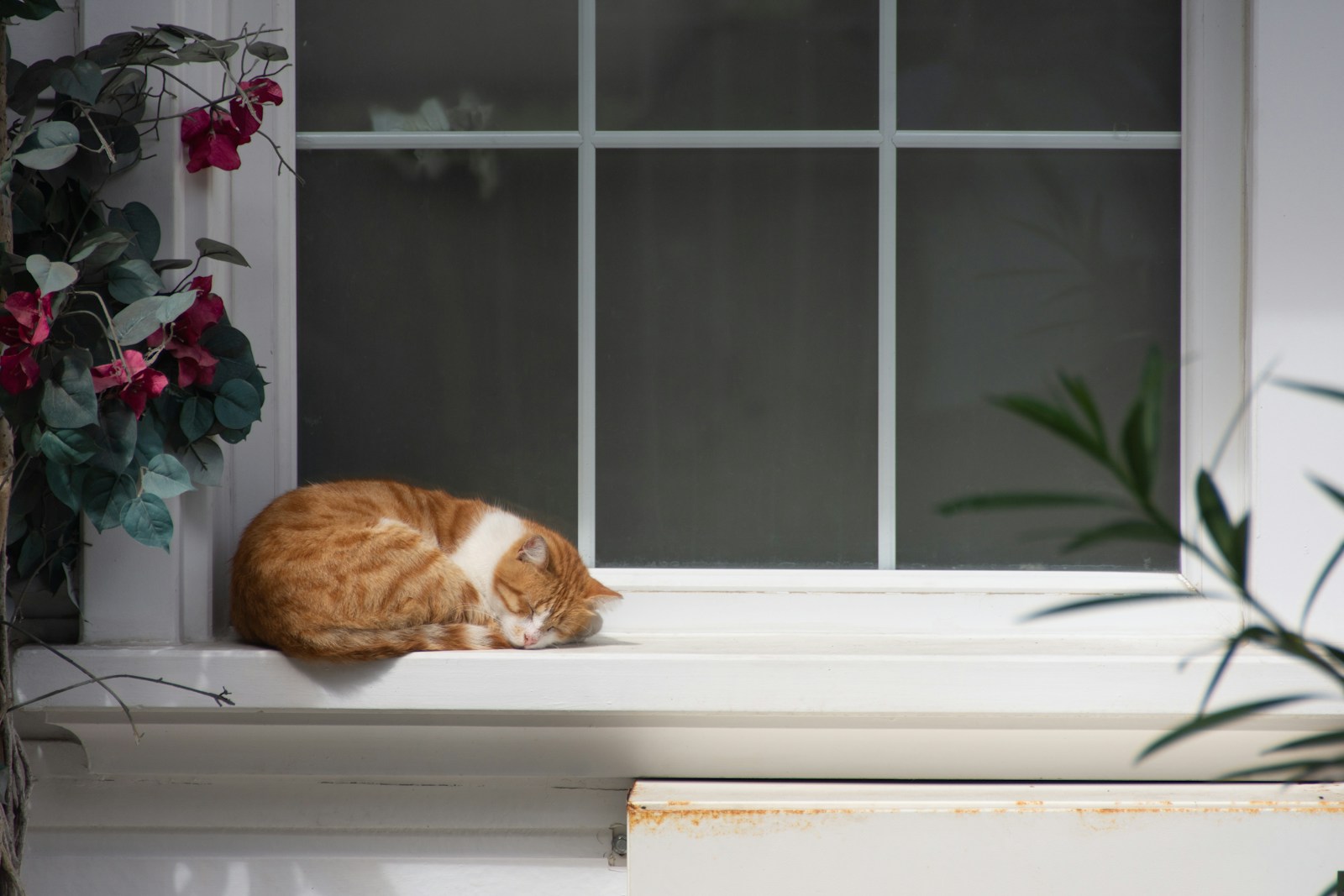 Ernest Hemingway cats inspired window lookout with plants and a sleeping cat