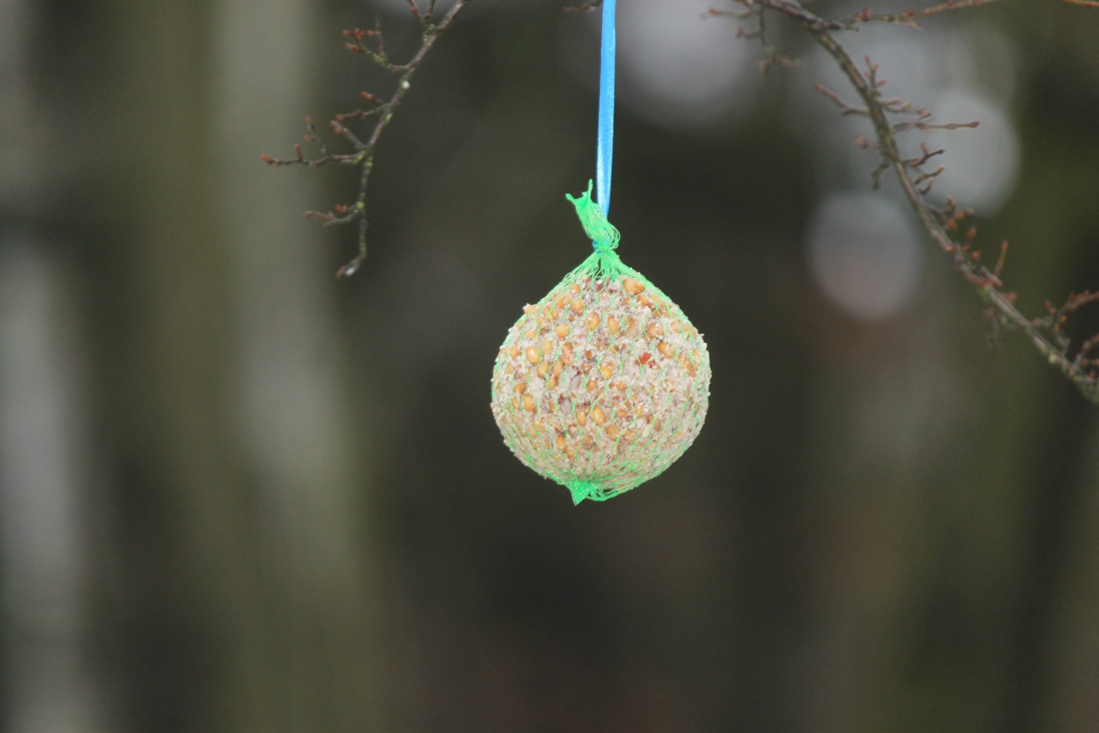 Round seed ball hanging on a ribbon from a winter branch