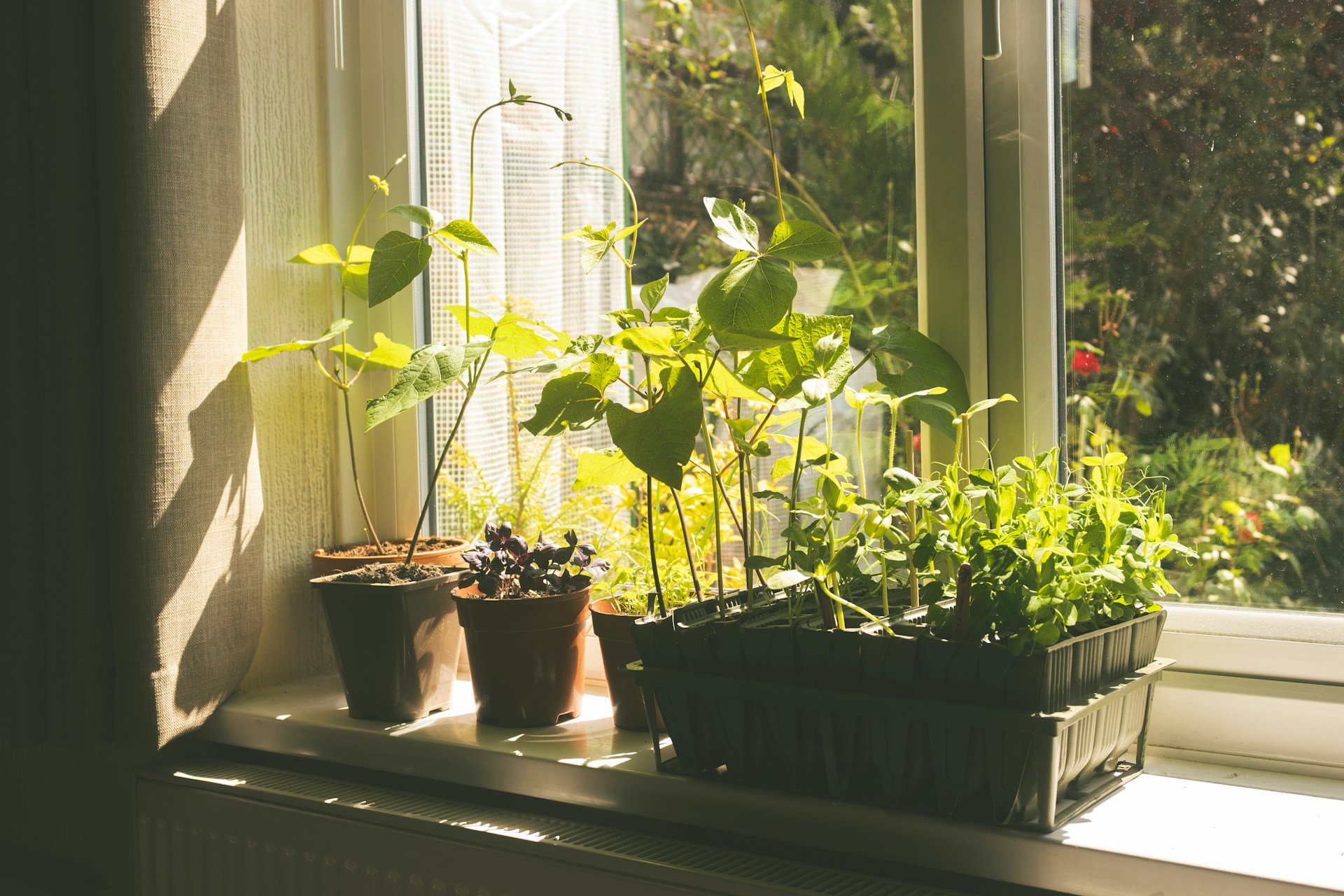 Japanese Winter Hacks sunny window sill with young plants growing in pots